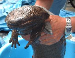 Salamander found near Kamo River